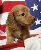Sherman, a male Dachshund and Miniature Dachshund for sale in Yulee, FL – 2 of 2