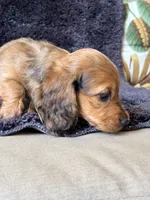VIRGLE, a male Dachshund and Miniature Dachshund for sale in Yulee, FL – 2 of 4