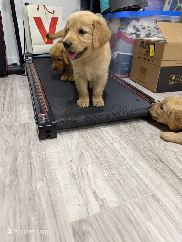 Blue collar male – Golden Retriever puppy for sale in Lubbock, TX