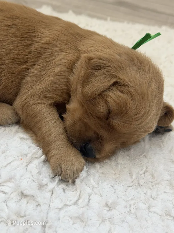 Green collar male – Golden Retriever puppy for sale in Lubbock, TX