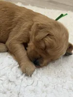 Green collar male, a male Golden Retriever for sale in Lubbock, TX – 1 of 2