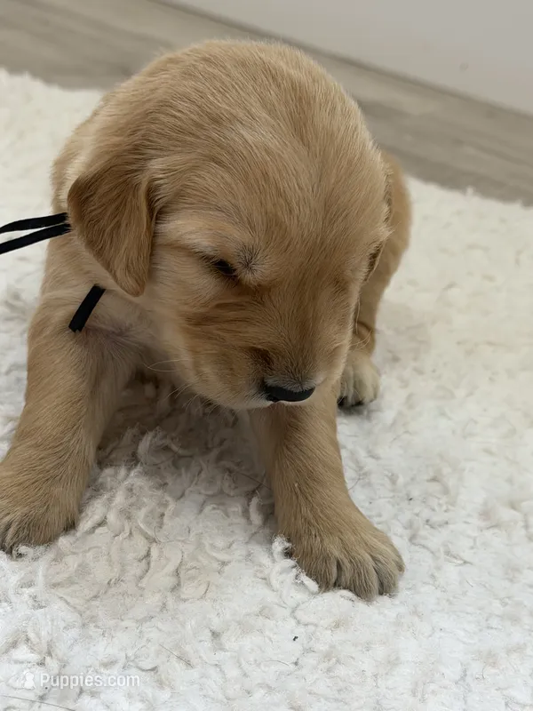 Black collar male – Golden Retriever puppy for sale in Lubbock, TX