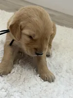 Black collar male, a male Golden Retriever for sale in Lubbock, TX – 1 of 2