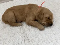 Peach collar Girl , a female Golden Retriever for sale in Lubbock, TX – 2 of 2