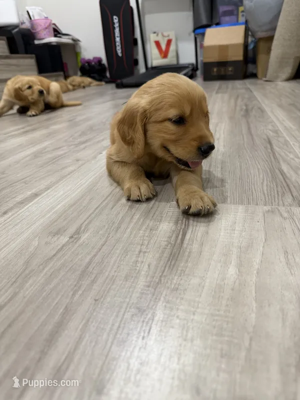 Green collar male – Golden Retriever puppy for sale in Lubbock, TX