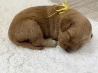 Yellow collar girl , a female Golden Retriever for sale in Lubbock, TX – 2 of 2