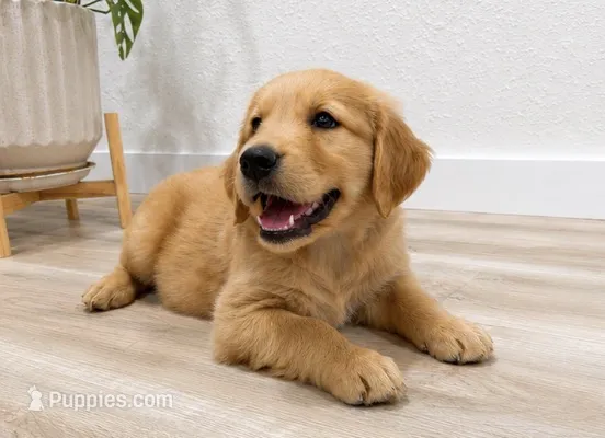 Green collar male – Golden Retriever puppy for sale in Lubbock, TX