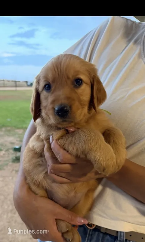 Green collar male – Golden Retriever puppy for sale in Lubbock, TX