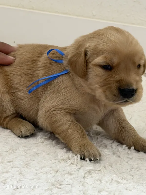 Blue collar male – Golden Retriever puppy for sale in Lubbock, TX