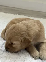 Black collar male, a male Golden Retriever for sale in Lubbock, TX – 2 of 2