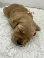 Pink girl, a female Golden Retriever for sale in Lubbock, TX – 2 of 2
