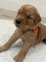 Red collar male, a male Golden Retriever for sale in Lubbock, TX – 2 of 2