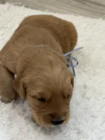 Light blue collar male, a male Golden Retriever for sale in Lubbock, TX – 2 of 2