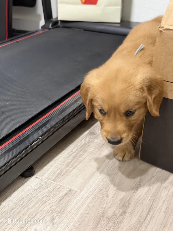 Light blue collar male – Golden Retriever puppy for sale in Lubbock, TX