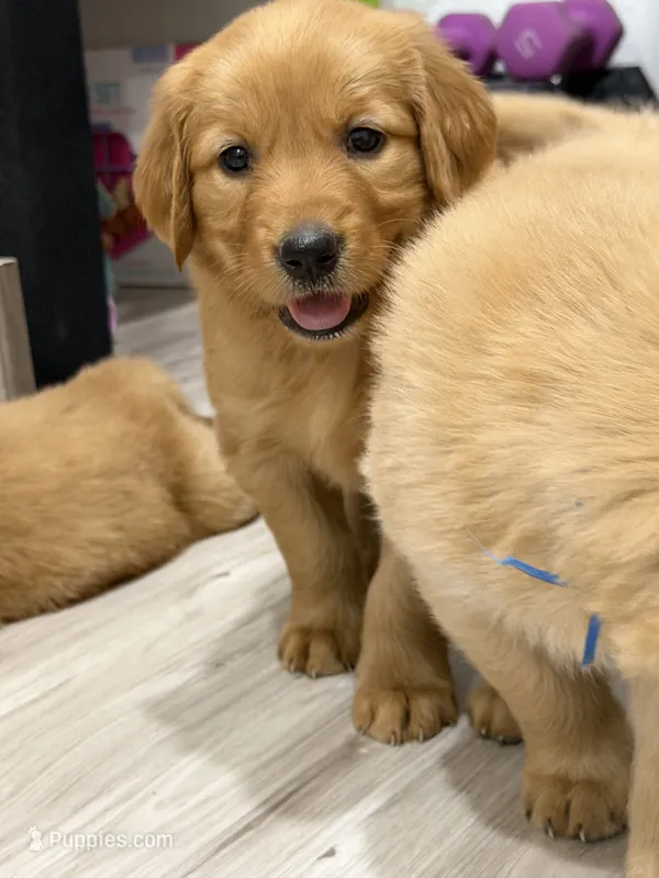 Light green girl  – Golden Retriever puppy for sale in Lubbock, TX