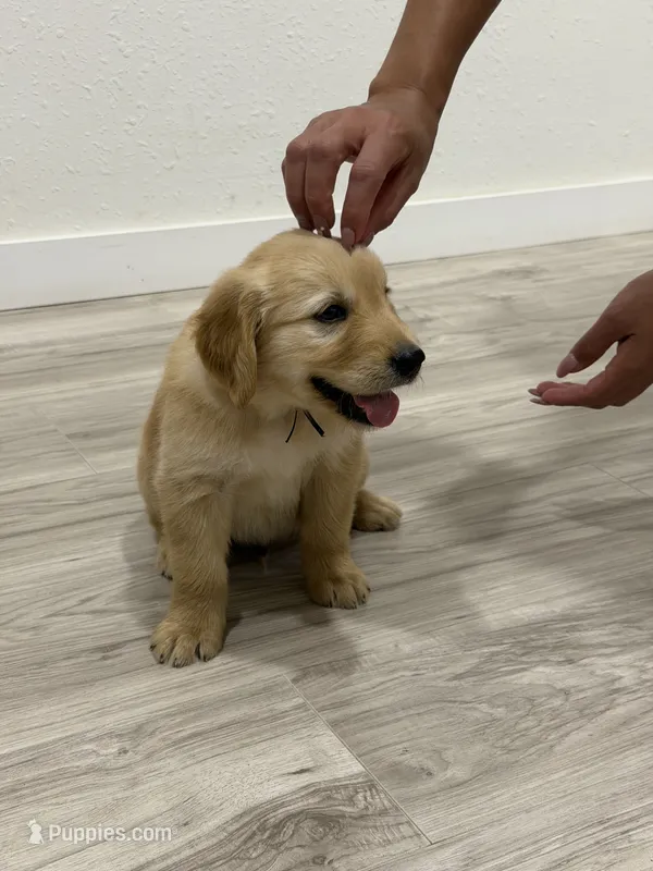 Black collar male – Golden Retriever puppy for sale in Lubbock, TX