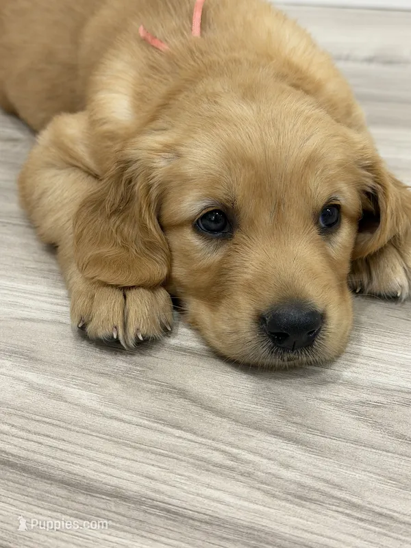 Peach collar Girl  – Golden Retriever puppy for sale in Lubbock, TX