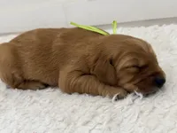 Light green girl , a female Golden Retriever for sale in Lubbock, TX – 2 of 2