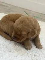 Green collar male, a male Golden Retriever for sale in Lubbock, TX – 2 of 2