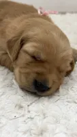 Pink girl, a female Golden Retriever for sale in Lubbock, TX – 1 of 2