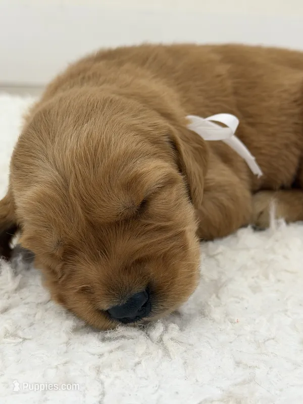 White collar girl  – Golden Retriever puppy for sale in Lubbock, TX
