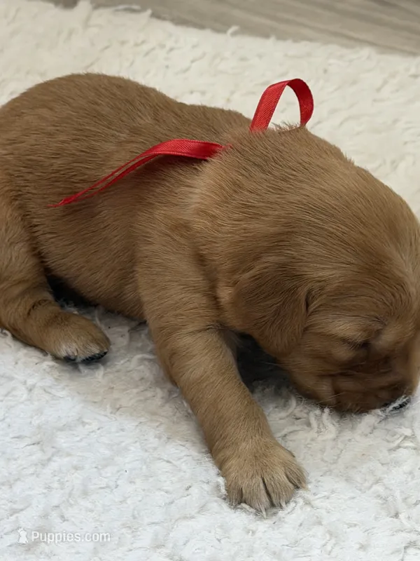 Red collar male – Golden Retriever puppy for sale in Lubbock, TX