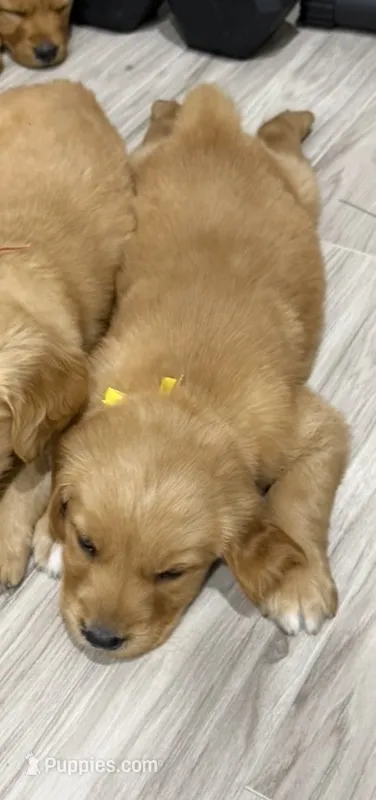Yellow collar girl  – Golden Retriever puppy for sale in Lubbock, TX