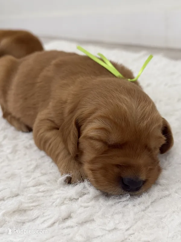Light green girl  – Golden Retriever puppy for sale in Lubbock, TX