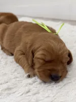 Light green girl , a female Golden Retriever for sale in Lubbock, TX – 1 of 2