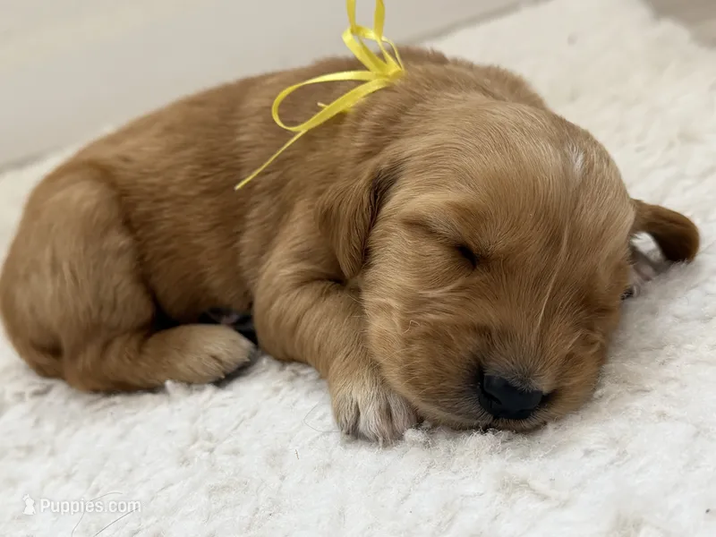 Yellow collar girl  – Golden Retriever puppy for sale in Lubbock, TX