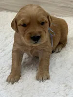 Light blue collar male, a male Golden Retriever for sale in Lubbock, TX – 1 of 2