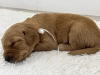 White collar girl , a female Golden Retriever for sale in Lubbock, TX – 2 of 2