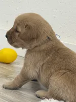 Blue collar male, a male Golden Retriever for sale in Lubbock, TX – 2 of 2