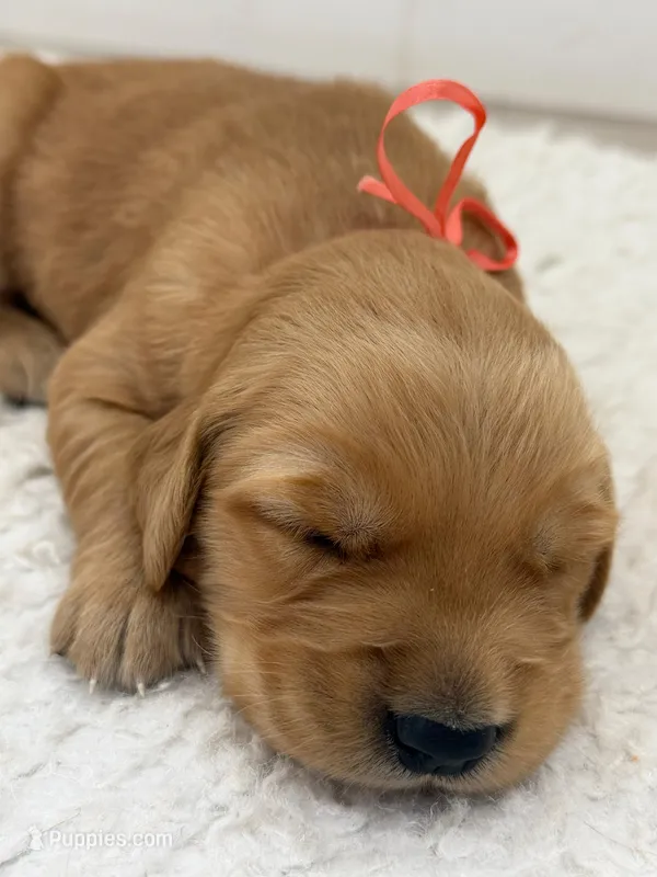 Peach collar Girl  – Golden Retriever puppy for sale in Lubbock, TX