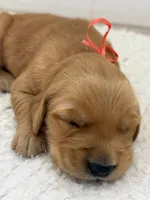 Peach collar Girl , a female Golden Retriever for sale in Lubbock, TX – 1 of 2