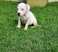 processed/096faa1c-f849-40c9-85d7-ca66ac1cbf9e/listing/c871014d-21c9-4c2c-9c0d-8c42c6f14076/329050dc-d63d-4f76-881b-5178fc6c8d00