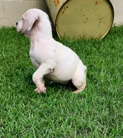 processed/096faa1c-f849-40c9-85d7-ca66ac1cbf9e/listing/c871014d-21c9-4c2c-9c0d-8c42c6f14076/c0dbf76b-5451-4852-8cc4-2f0ecc6b617b