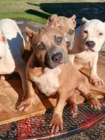 processed/096faa1c-f849-40c9-85d7-ca66ac1cbf9e/listing/ee4db072-3e1a-4806-9dbe-f16fe2b0d08c/329c5e7c-fa59-4624-8fad-3612c8268b63