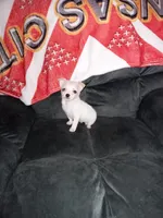 Teddy , a male Chihuahua for sale in Phelan, CA – Photo 1 of 2