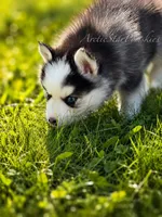 Tiana, a female Pomsky for sale in Wausau, WI – 3 of 9