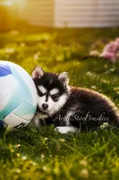 Jasmine, a female Pomsky for sale in Wausau, WI – 5 of 10