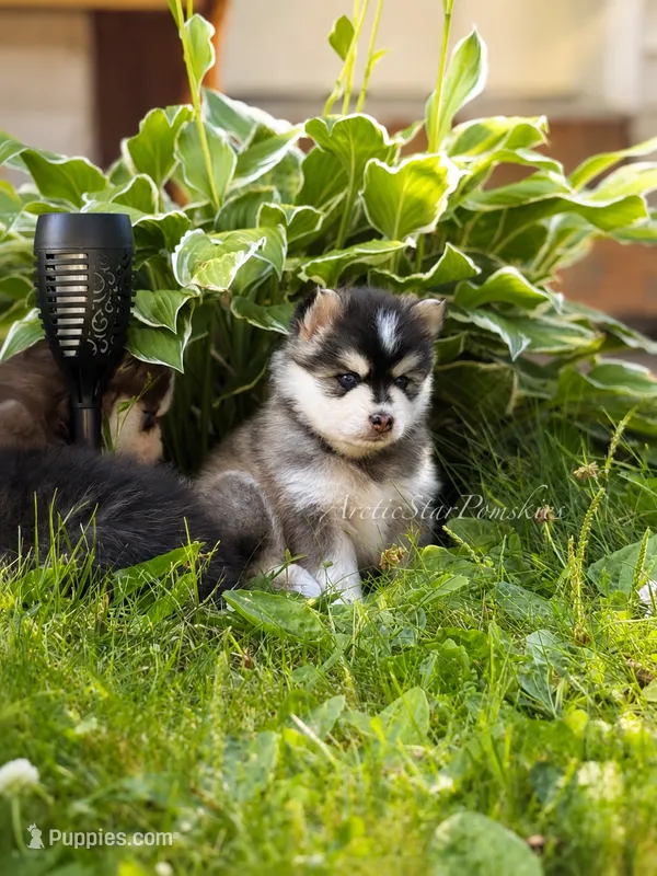 Raya – Pomsky puppy for sale in Wausau, WI
