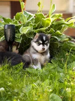 Raya, a female Pomsky for sale in Wausau, WI – 6 of 10