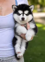Jasmine, a female Pomsky for sale in Wausau, WI – 7 of 10