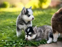 Tiana, a female Pomsky for sale in Wausau, WI – 2 of 9