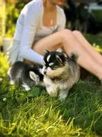 Raya, a female Pomsky for sale in Wausau, WI – 7 of 10