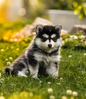 Jasmine, a female Pomsky for sale in Wausau, WI – 2 of 10