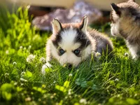 Tiana, a female Pomsky for sale in Wausau, WI – 7 of 9