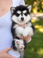 Jasmine, a female Pomsky for sale in Wausau, WI – 9 of 10