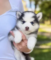 Tiana, a female Pomsky for sale in Wausau, WI – 4 of 9